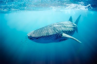 Walhai im Ningaloo Reef